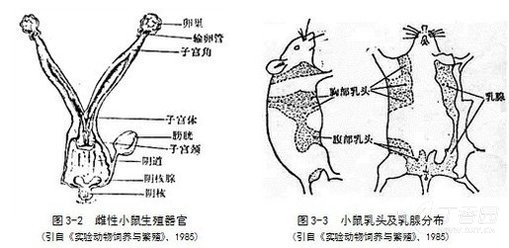 小鼠解剖器官手绘图片图片