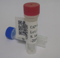 尼卡巴嗪代谢物（DNC）单抗 尼卡巴嗪代谢物（DNC）抗体 尼卡巴嗪代谢物（DNC）单克隆抗体