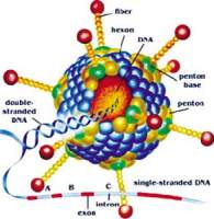 干扰腺病毒包装（招省级代理商）