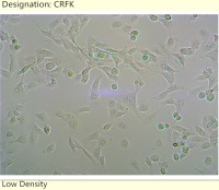 猫肾细胞 CRFK