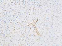 免疫组化染色实验