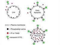 TUNEL细胞凋亡检测实验