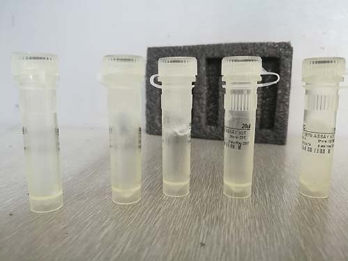 分离高尔基体纯度双酶法（GT/NCR）检测试剂盒