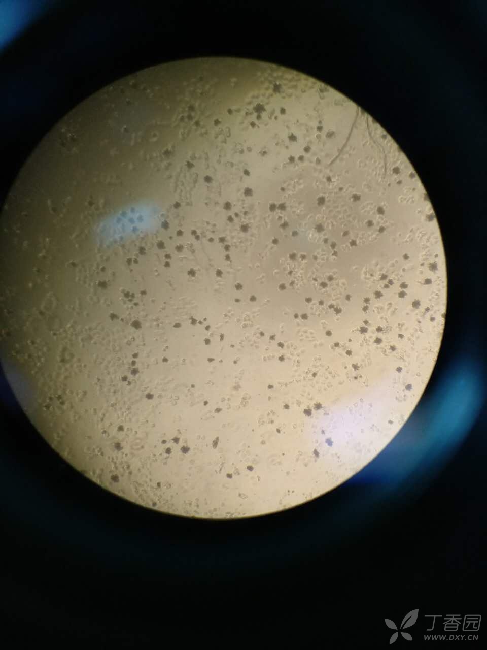 求教cck8相关问题 - 细胞技术讨论版 -丁香园论坛