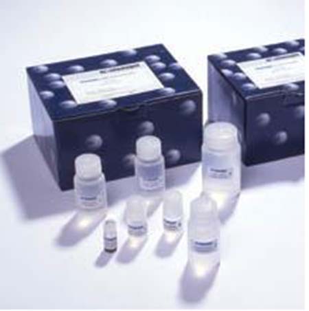 全组织衰老特异性晚期脂褐素碱性品红（ZIEHL-NEELSEN）原位染色试剂盒