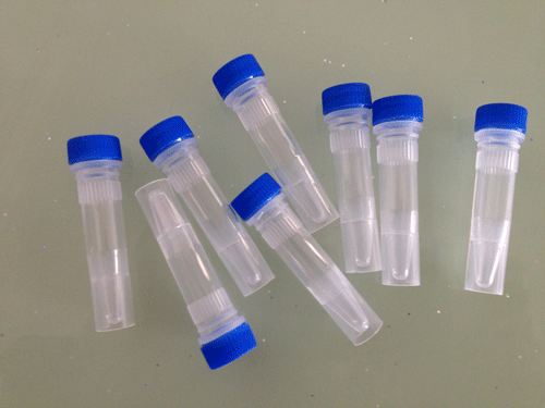 雌激素受体α抗体（用于western blot）