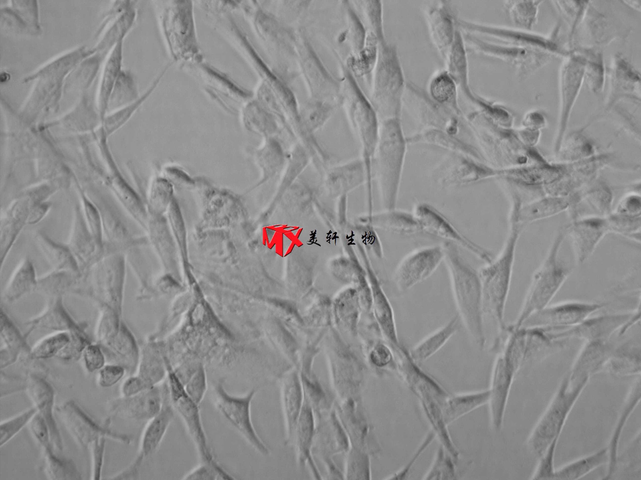 4T1-LUC小鼠乳腺癌细胞-荧光素酶标记