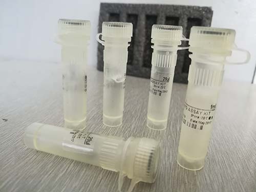 线粒体呼吸链复合物II（琥珀酸－辅酶Q还原酶）活性定量检测试剂盒