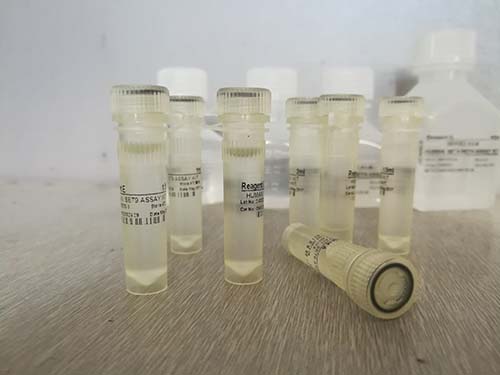 细菌染色体（chromosome）粗提分离试剂盒