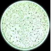 谷氨酸棒状杆菌