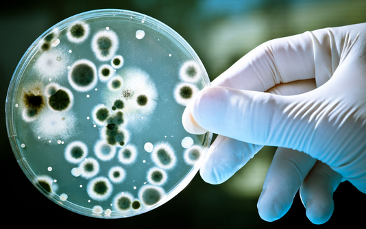 科氏葡萄球菌解脲亚种