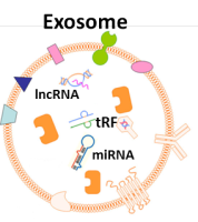 外泌体在临床疾病中的分子机制研究
