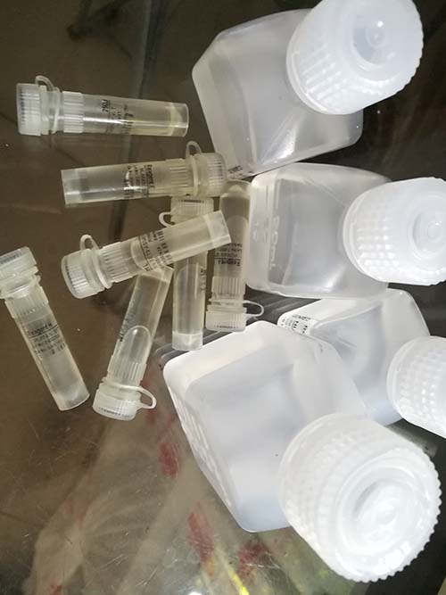 血液超氧化物阴离子荧光法定量检测试剂盒