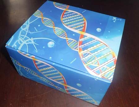 通用型CHIP DNA分子库构建试剂盒