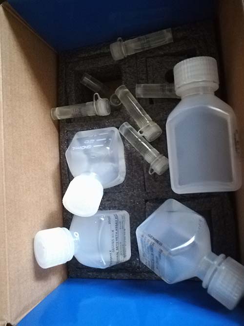 组织DNA损伤彗星荧光检测试剂盒