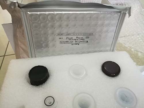 GMS10电击感受态细菌转化试剂盒