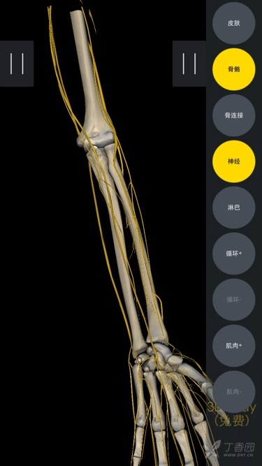 为什么桡神经桡骨头处受损无手部感觉障碍?