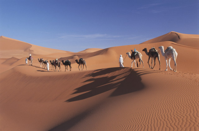 骆驼.jpg
