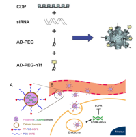 生物医学纳米材料定制服务 SiRNA接枝、偶联、共价结合到纳米材料