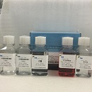 马脏器组织NK细胞分离液试剂盒
