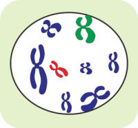 DNA荧光原位杂交(DNA-FISH)