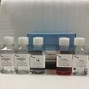 小鼠胰岛细胞分离液试剂盒