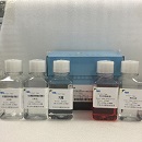 熊猫脾脏NK细胞分离液试剂盒