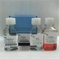 猪红细胞分离液试剂盒