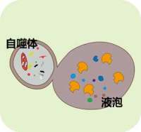 细胞自噬