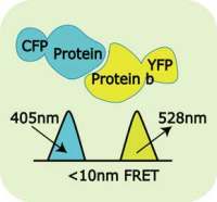 荧光共振能量转移(FRET)