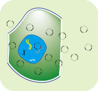 稳定细胞株构建