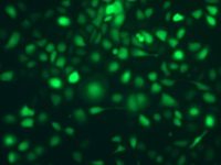 慢病毒包装/AAV腺相关病毒包装/腺病毒包装包装/shRNA/RNAi/基因过表达/microRNA/lncRNA载体构建/稳定细胞株筛选/稳转株构建