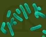 青海弧菌发光菌