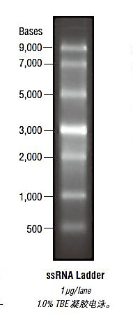 单链RNA Marker