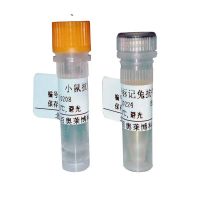 北京小鼠抗Vimentin抗体现货价格