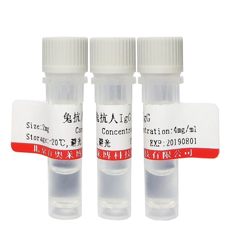 北京现货磷酸化RSK1/p90RSK(Ser380)抗体厂家直销