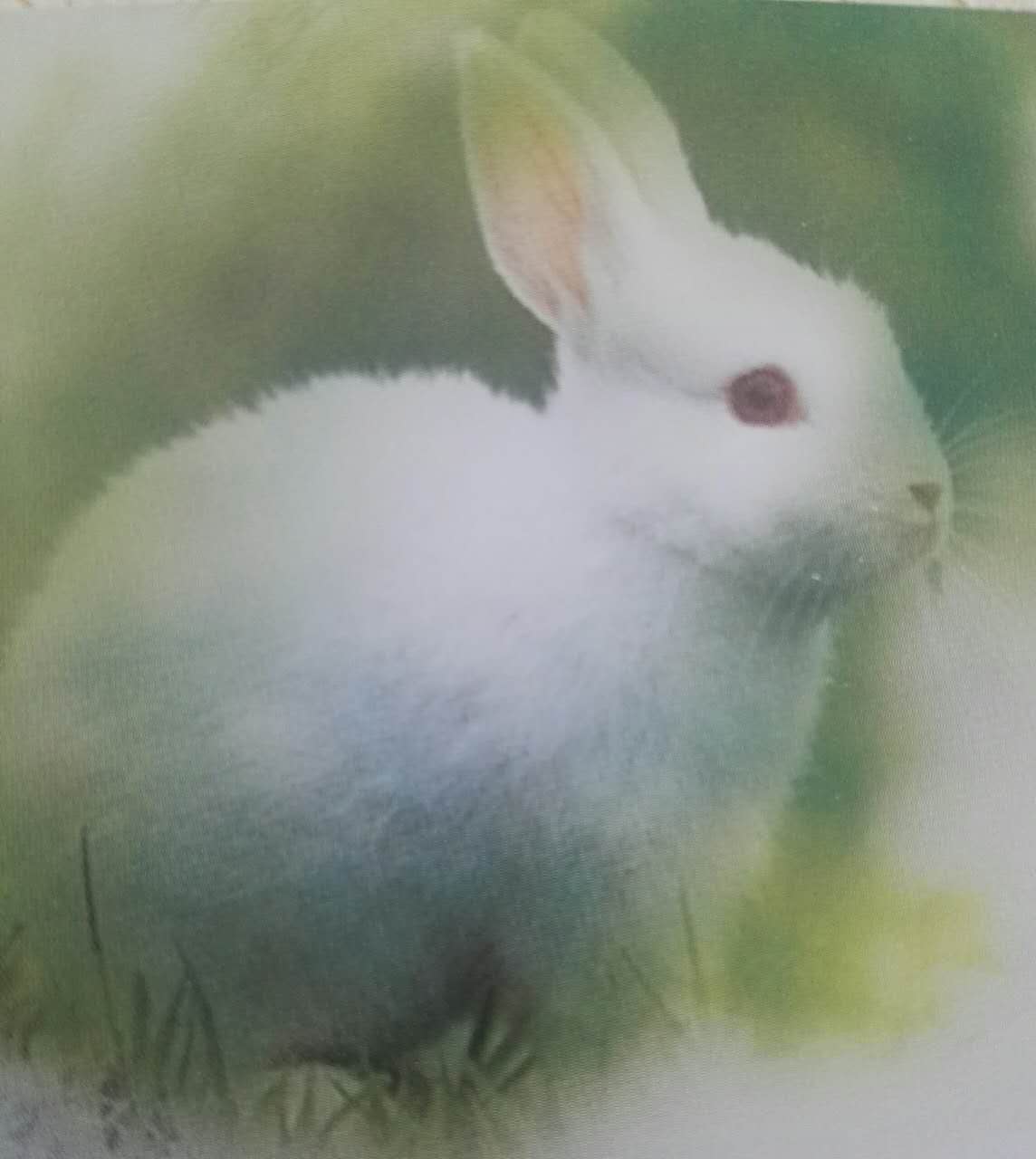 实验动物-新西兰兔