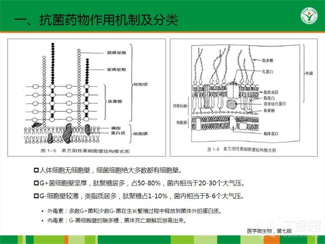 抗菌药物作用机制与pk/pd概论