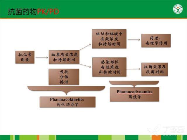 抗菌药物作用机制与pk/pd概论