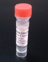 5-碘-2-吗啉苯甲酸甲酯