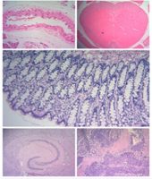 ​HE染色实验检测