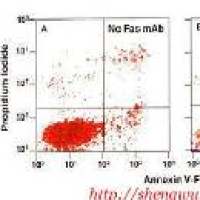 人T细胞凋亡检测试剂盒