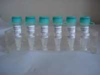 缺氧诱导因子1β/HIF-1β抗体