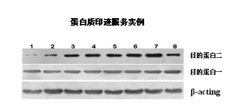 Western Blot技术服务，WB免疫印迹实验检测