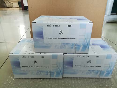 阪崎肠杆菌核酸检测试剂盒（PCR-荧光探针法）
