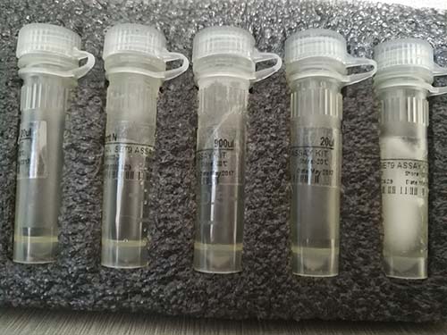 虾肝肠胞虫（EHP）核酸检测试剂盒（恒温荧光法）