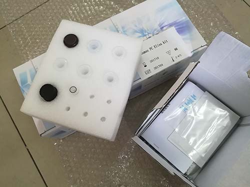 无乳链球菌核酸检测试剂盒（恒温荧光法）