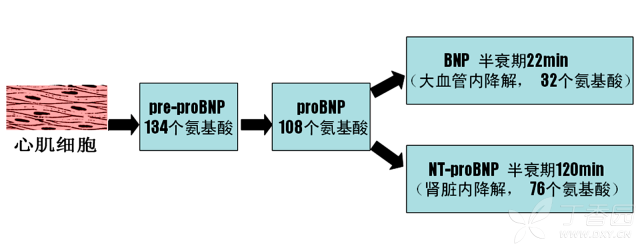 不要开错化验单 Bnp 与nt Probnp 大不同