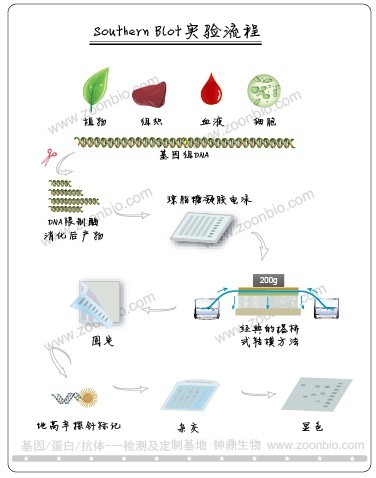 Southern Blot印迹杂交检测-DIG探针标记