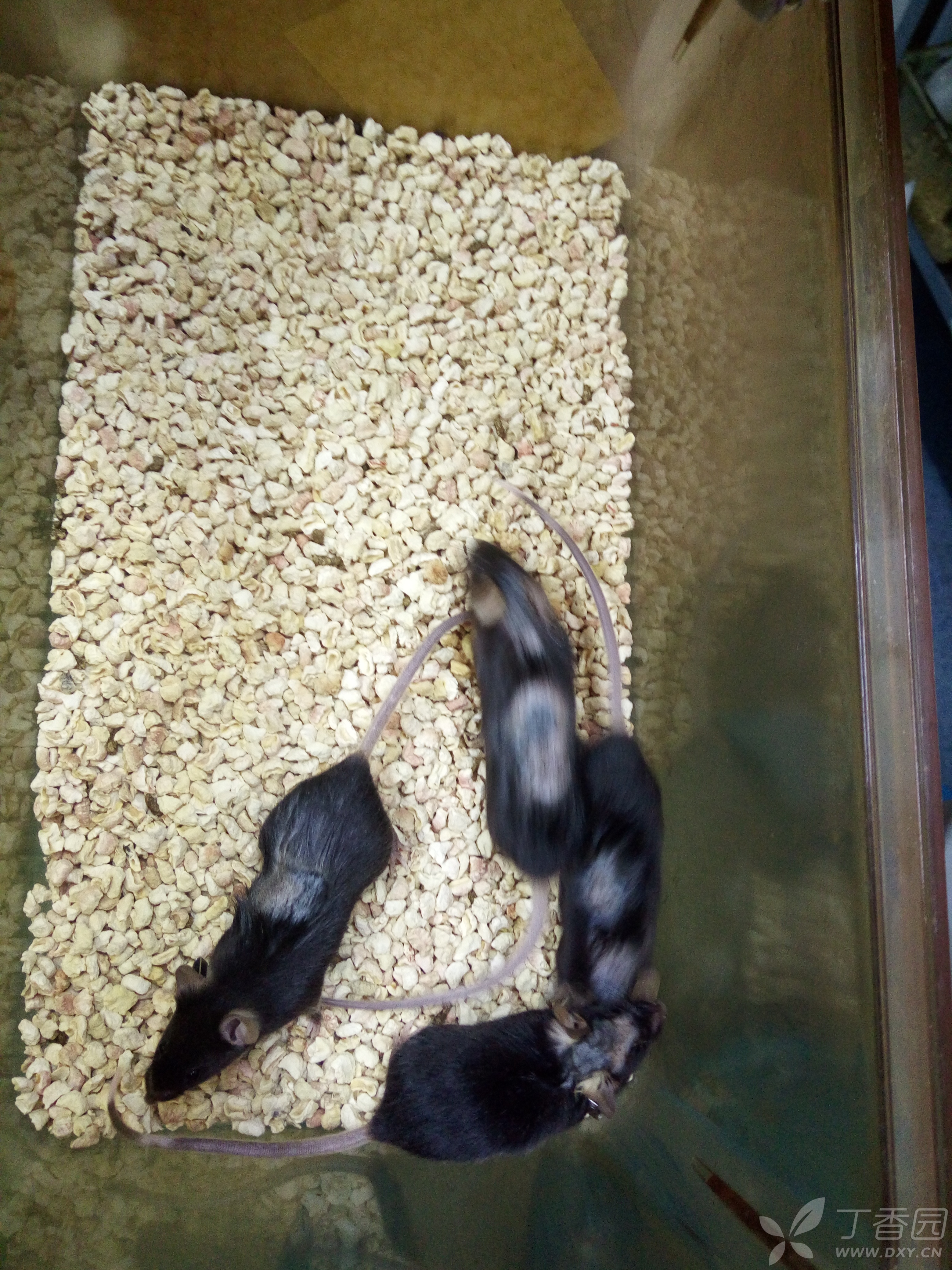 c57小鼠养了两个多月了,脱毛越来越严重了,有没有前辈大神知道这个